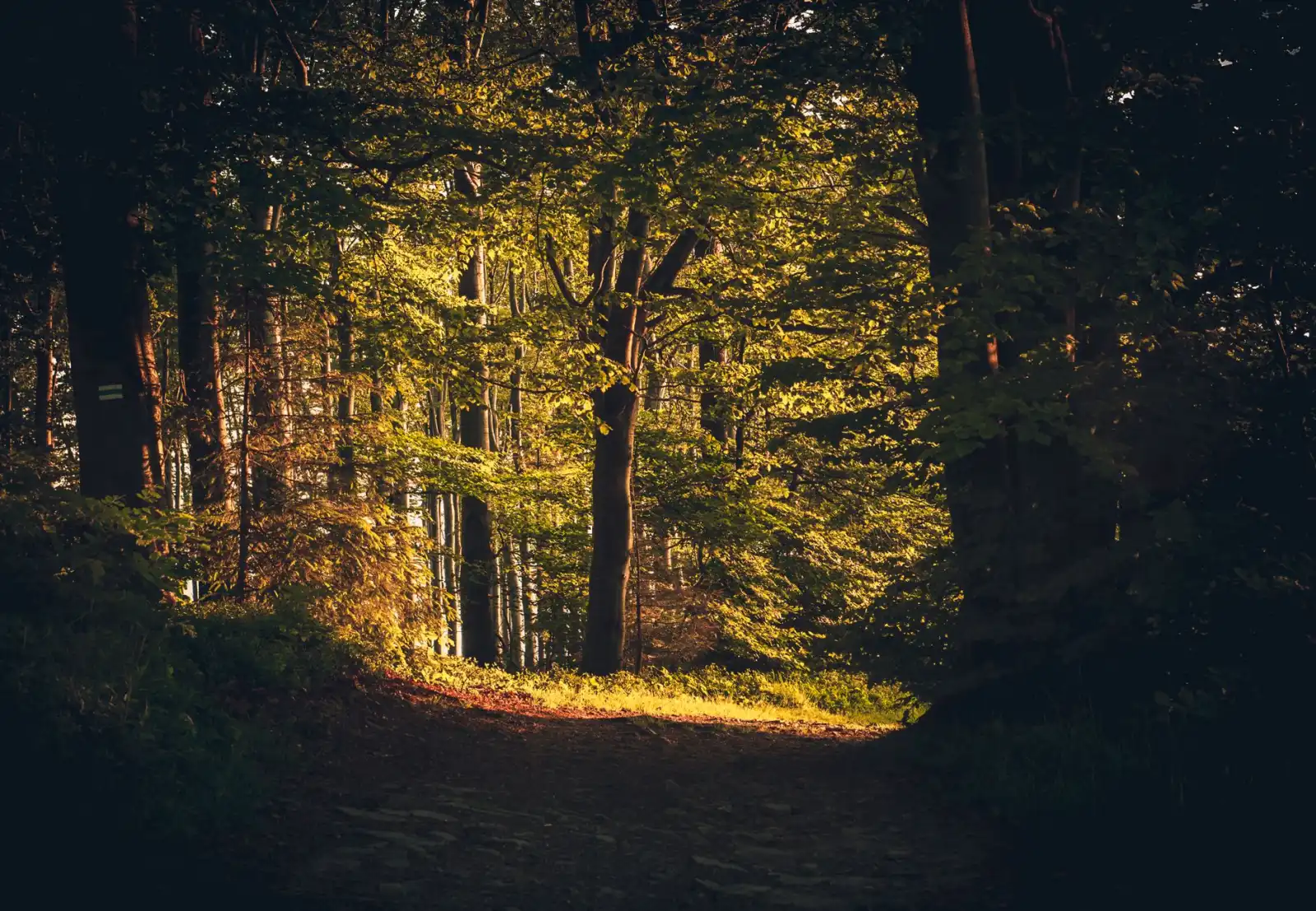 A quiet forest path lit by warm autumn light, representing the transition off a GLP-1 medication.
